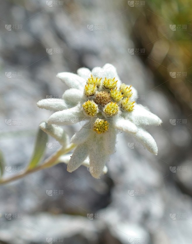 雪绒花 (火绒草)