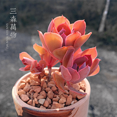 OoDd采集到晚霞