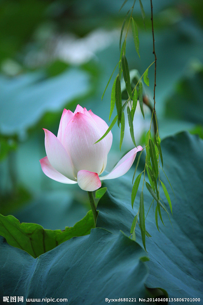 荷花垂柳烟雨蒙蒙晓晨风青莲杨柳意相同