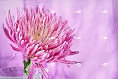 自然 花壁纸 花 夏天 植物群 明亮的 花卉背景 粉色的 特写