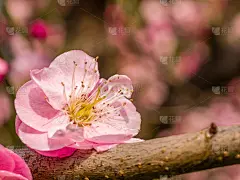 春花系列:梅花春花