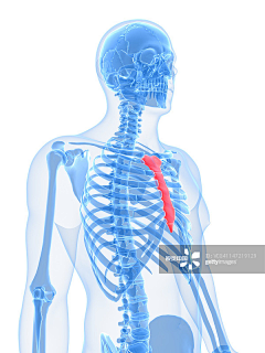 BC336采集到ANATOMY-1