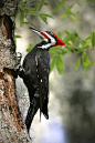 wowtastic-nature:

? Woody on 500px by tim matney, seffner, united states☀  Canon EOS-1D Mark II-f/8-1/500s-560mm-iso800, 2336✱3504px-rating:87.3