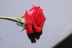 鲜花，女生节背景，情人节背景，花朵，七夕节背景，妇女节背景，玫瑰花，爱情，爱情，情侣，love，红色玫瑰花，玫瑰花，818A4990 – 饿狐背景网站-微距高清设计素材免费图片下载海报壁纸摄影背景素材，背景图，背景墙，背景板，背景图片，背景纹理，背景板设计，背景材质，背景大图