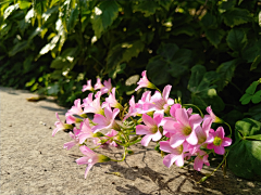 幸福小街采集到花