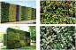 植物墙_立体垂直绿化_园林景观行业创新型服务平台_果野