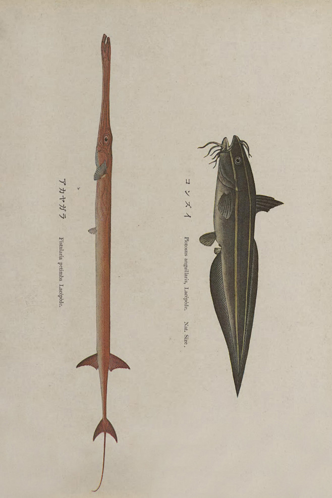 鱼类图鉴●鳞烟管鱼|鳗鲇