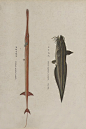 鱼类图鉴●鳞烟管鱼|鳗鲇