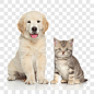 宠物猫咪与宠物狗装饰图案PNG图片➤来自 PNG搜索网 pngss.com 免费免扣png素材下载！