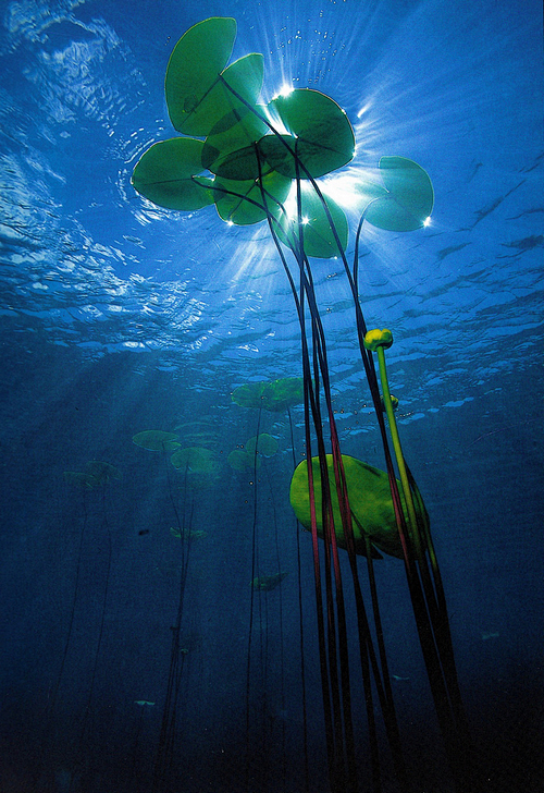 水底的植物