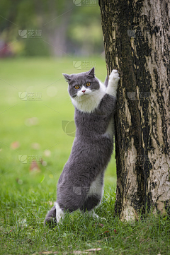 onetagain采集到猫