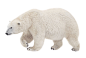 雄性北极熊高清图片