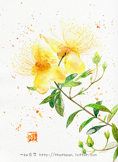 sunny_2011采集到水彩-花儿-植物