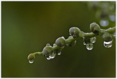 jackchen采集到雨中的灵感摄影