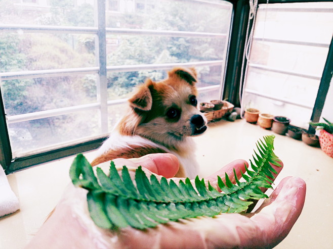 #植物# 
被自家二狗子嫌弃到白眼到黑眼