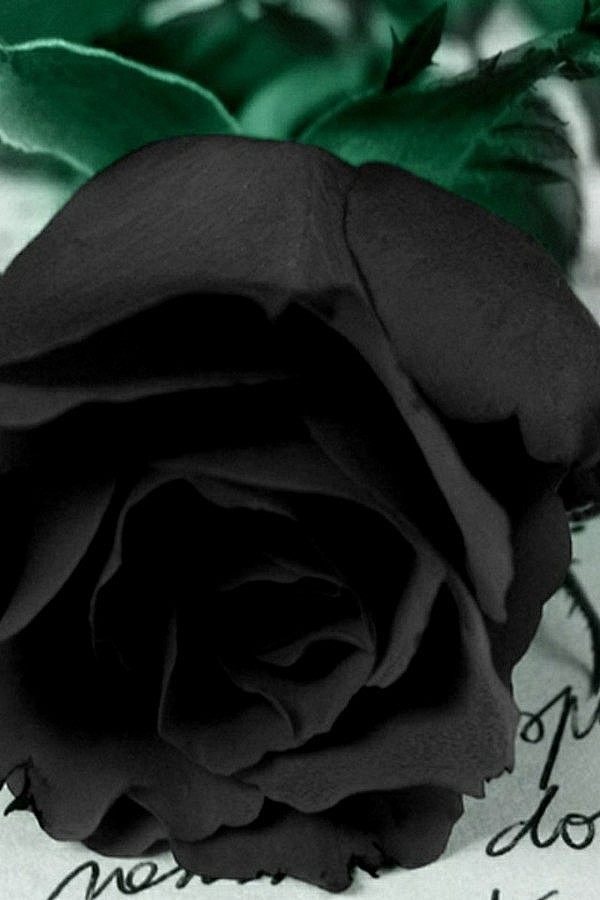  黑玫瑰 