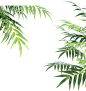 叶子4