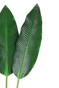 jokerxt采集到植物