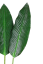 热带植物绿植插画树叶叶子水彩树叶手绘png素材