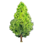 53.側柏 Thuja orientalis.gif