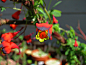 三色旱金莲（ tropaeolum tricolorum）