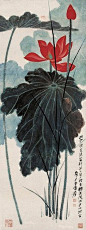 红荷
