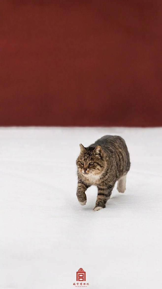 【周一闭馆】的故宫雪景有多美？“皇宫御猫...