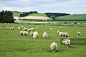 Sheep grazing, New Zealand - 创意图片 - 视觉中国