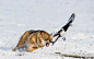 General 2560x1600 wildlife wolf animals birds nature European magpie
