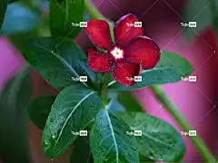 长春花 花 植物 花瓣 美丽的花朵 盛开 花壁纸 植物群