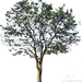 PNG免抠乔木朴树贴图下载【ID:1152076178】
