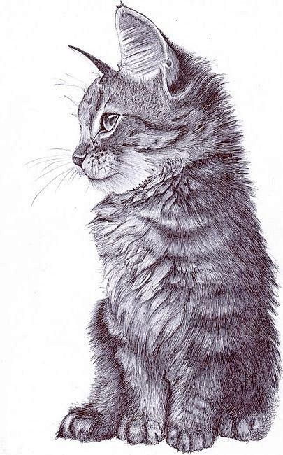 Realistic cat drawin...