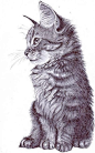 Realistic cat drawing: