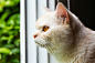 窗口的黄猫，萌宠，可爱的宠物猫咪，麦萌，Macdown素材图片，动物世界，超清图片