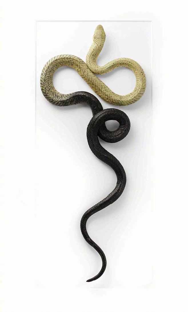 —摄影—蛇之形