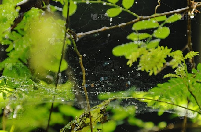 蛛网上的水滴