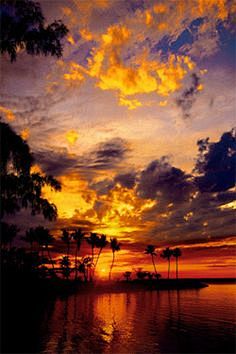 Silver Palm Sunset