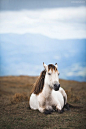 Wild horse in the mountains.: 