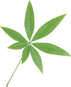 大嗷呜啊大嗷呜采集到錵艹