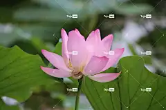 莲花 花卉背景 美丽的花朵 花 粉红色的花 花壁纸 花瓣