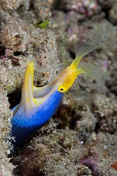 怕冷的鸟采集到海洋生物