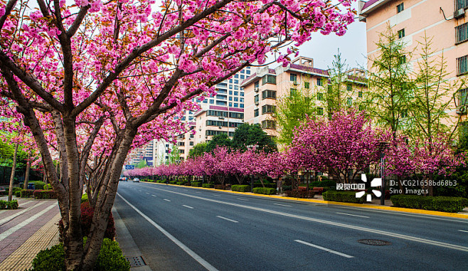 开满樱花的城市道路