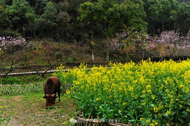 重庆酉阳 桃花源 世外桃源 阳春三月 踏...