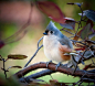 Tufted Titmouse | Birds