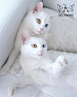 被誉为世界第一美的双子猫，ins上一对异瞳双胞胎姐妹Iriss和Abyss。 ​​​​