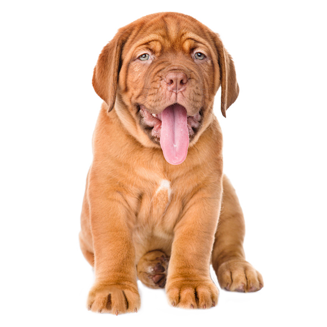 英国斗牛犬70cm-20kg