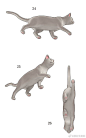 360°猫猫结构参考
绘画参考/动物/猫/生物 ​​​​