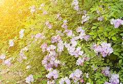 野花