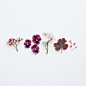 Dried flowers // art artsy artists aesthetics ideas inspiration tumblr instagram flatlay