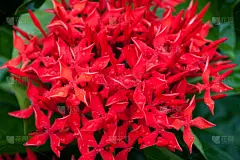 水彩画颜料,色彩鲜艳,水滴,自然,春天,植物,水平画幅,无人,壁纸,花头